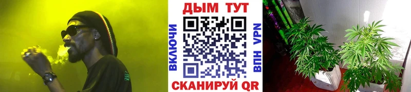 Конопля гибрид  Екатеринбург 